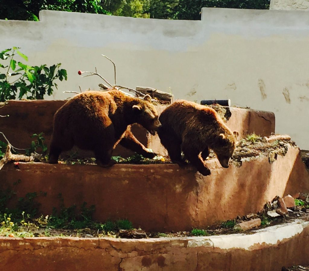 zoo di Napoli