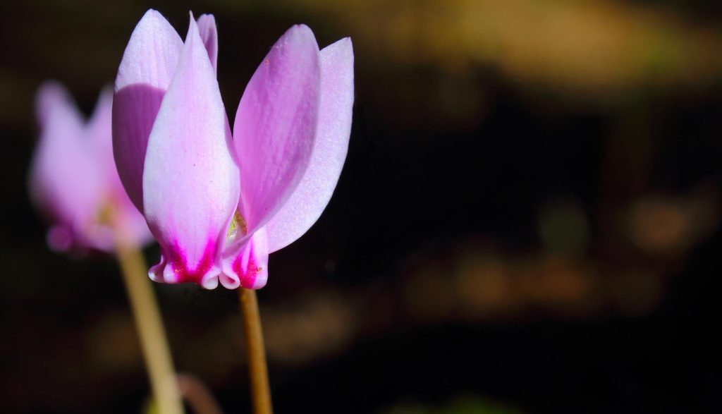 Fibrosi cistica,