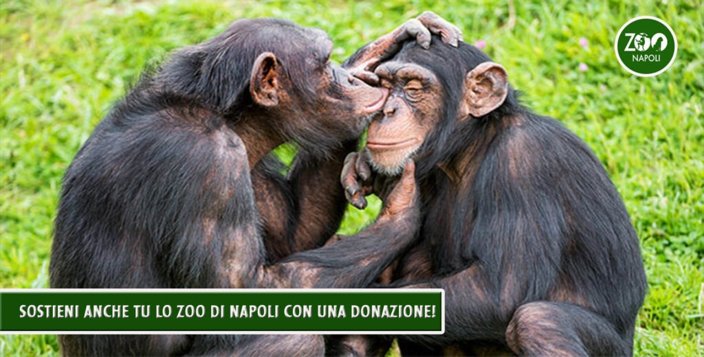 Lo zoo di Napoli, invita le scuole di primo e secondo grado, a partecipare al nuovo Progetto A.R.C.A. (Atti Reali di Cortese Affetto).
